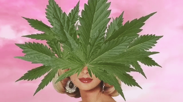 Cannaseurs: Cutting Edge Cannabis Self Care