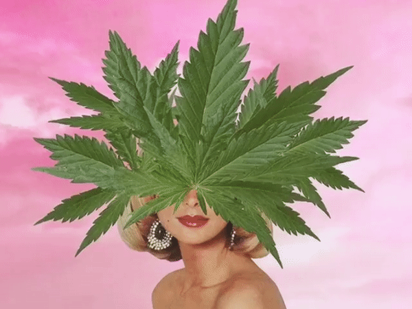 Cannaseurs: Cutting Edge Cannabis Self Care